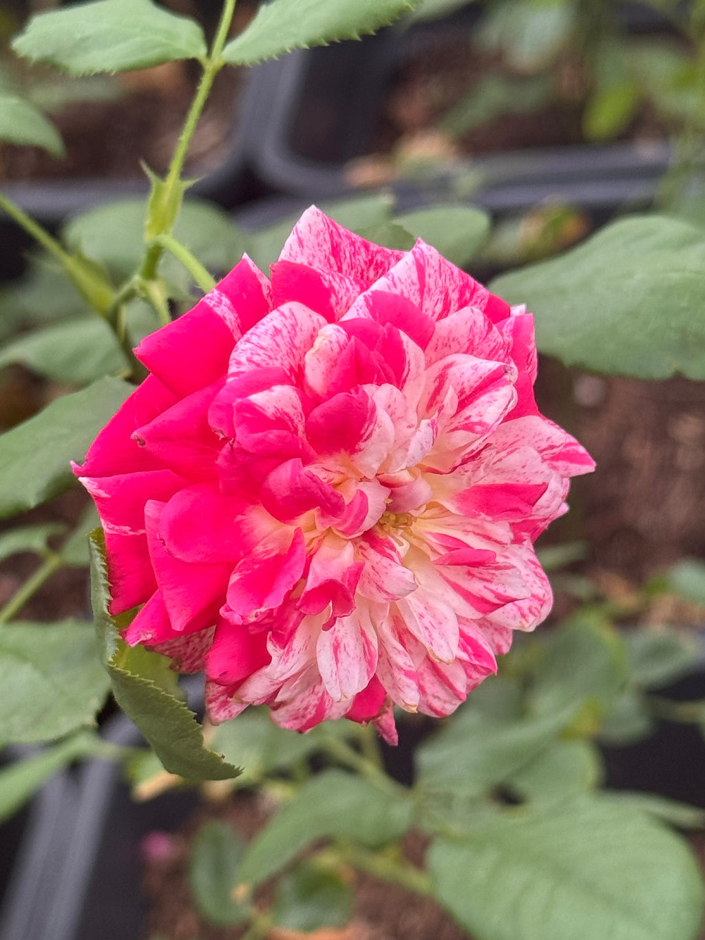 All American Magic™ Rose: Multi-Color Floribunda Blooms
