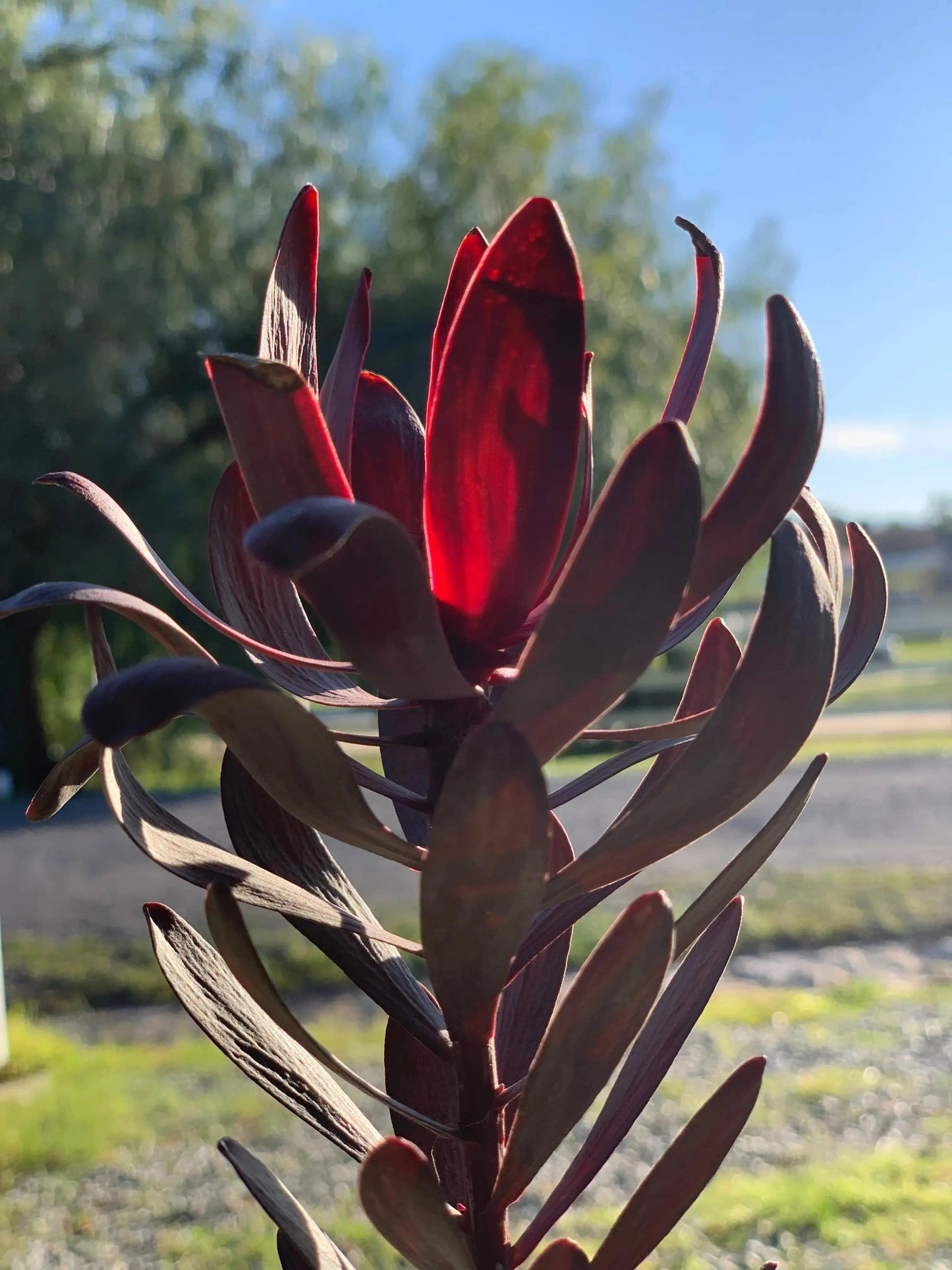 Leucadendron Ebony: Burgundy Velvety Foliage, A Timeless Classic - Bonte Farm
