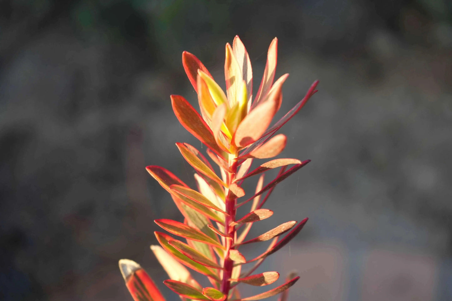 Leucadendron 'Jester': Colorful Charm Foliage - Bonte Farm