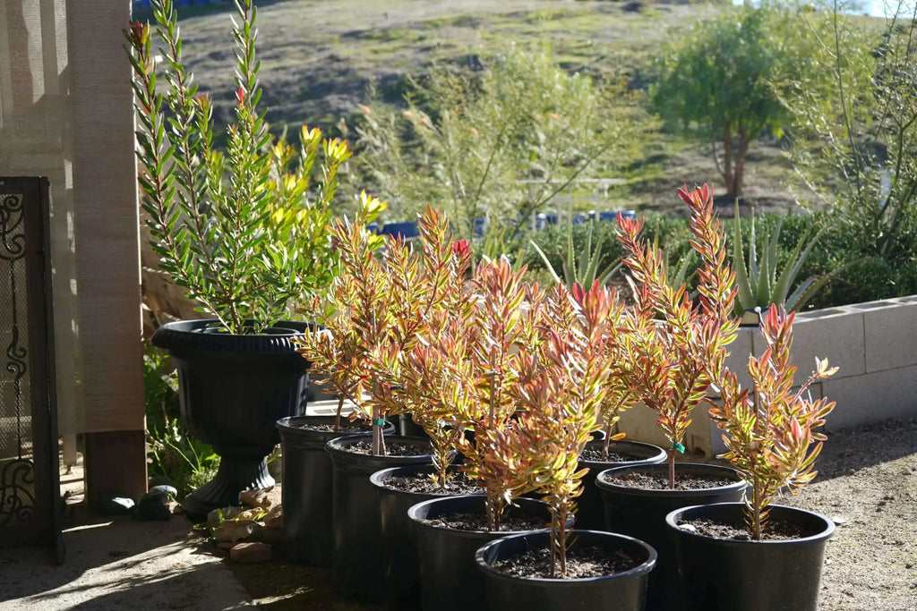 Leucadendron Jester plants in black pots with colorful green and red foliage outdoors