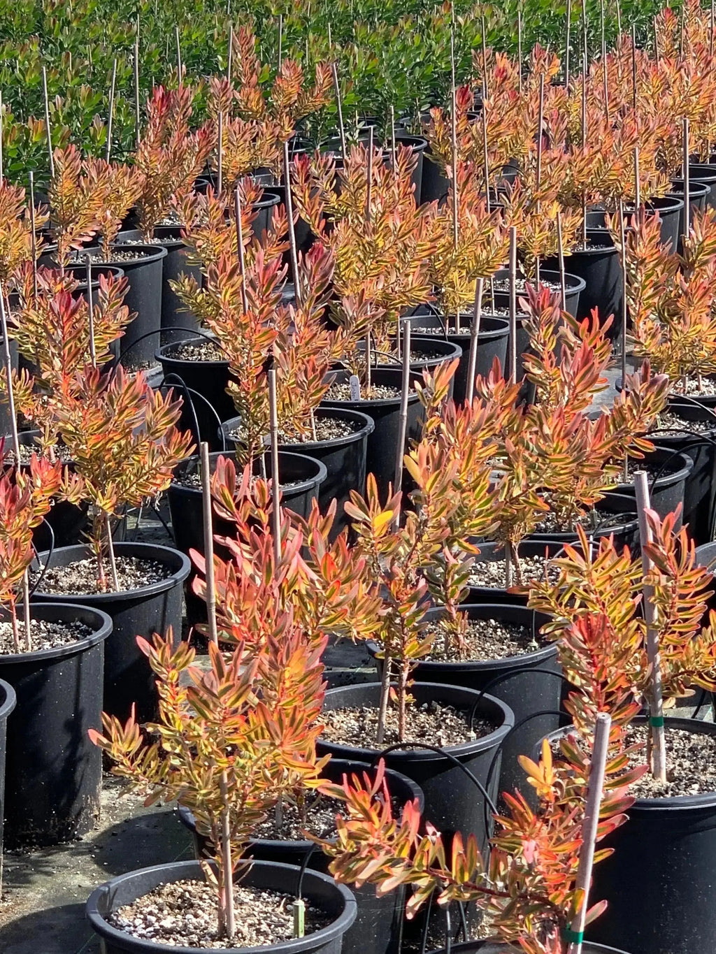 Leucadendron Jester plants with colorful foliage in black nursery pots outdoors