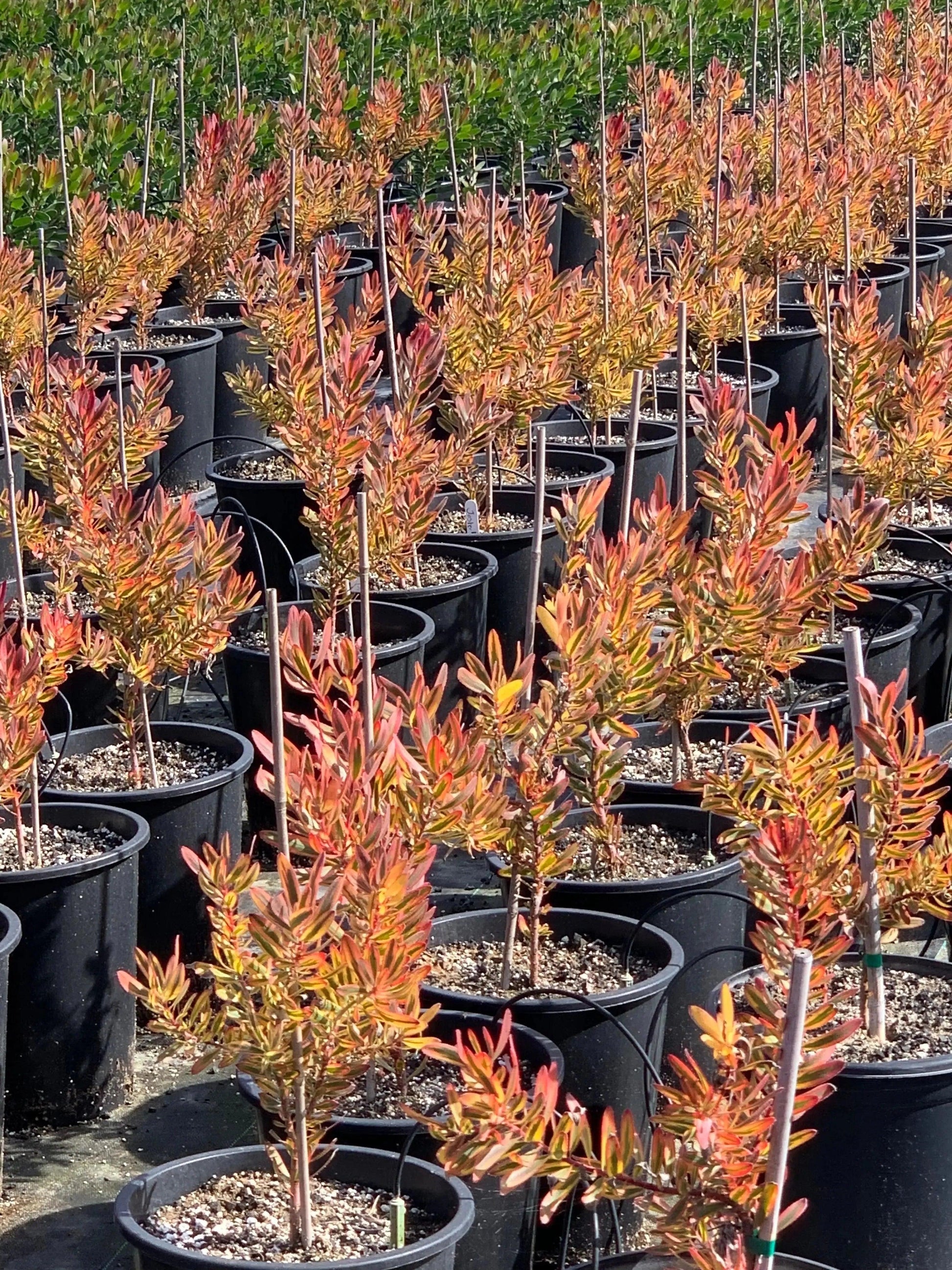 Leucadendron 'Jester': Colorful Charm Foliage - Bonte Farm