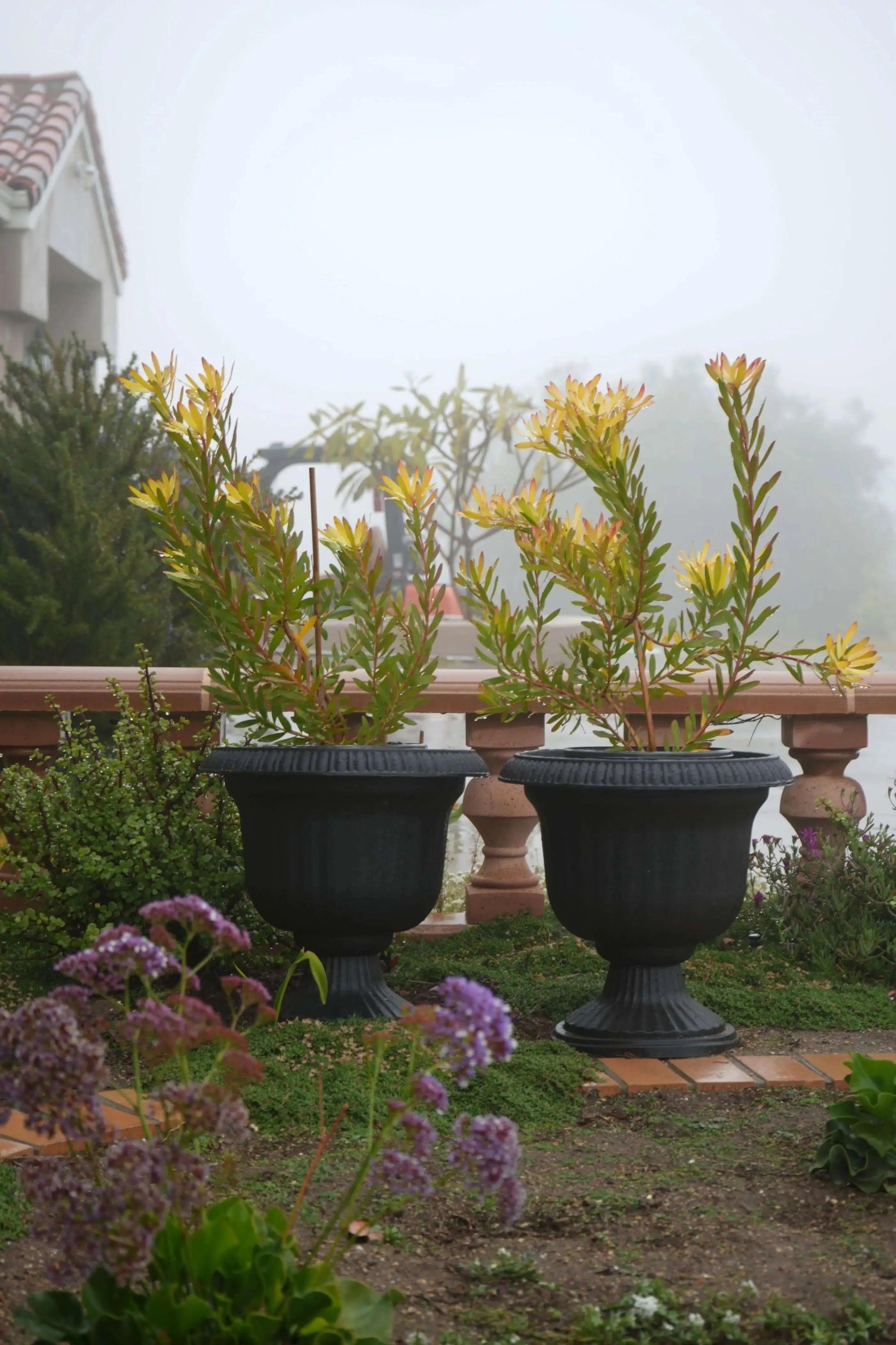 Leucadendron 'Wilson Wonder': A Silvery Sensation - Bonte Farm