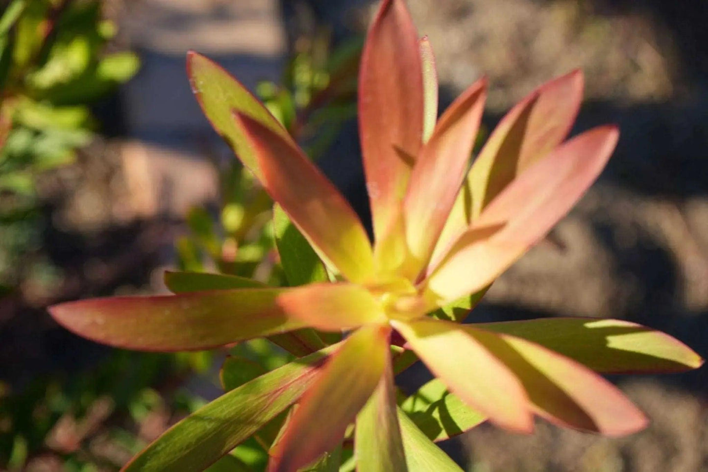 Leucadendron 'Wilson Wonder': A Silvery Sensation - Bonte Farm