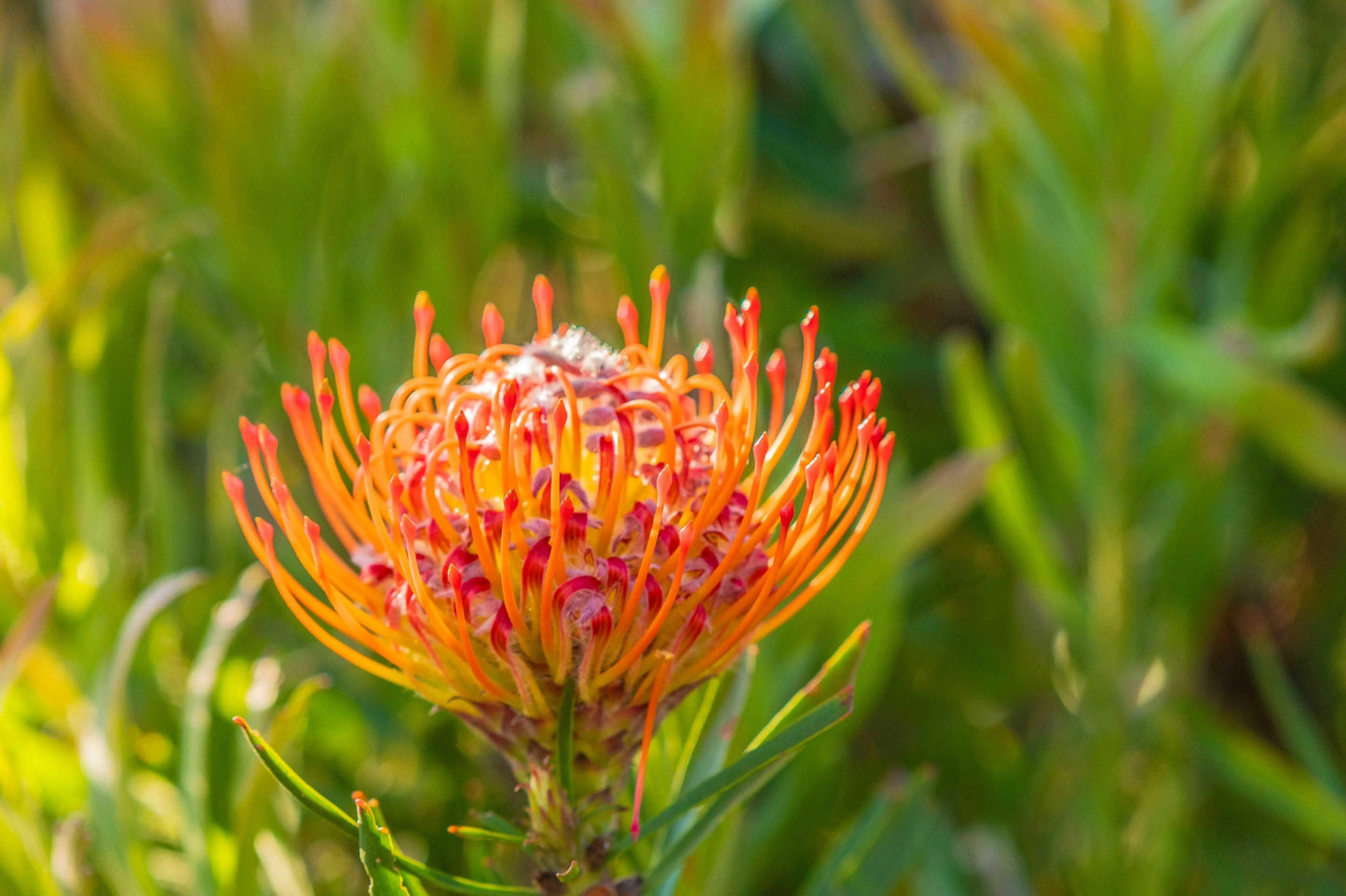 Leucospermum 'Sunrise': Sunrise Flower Cluster Pincushion - Bonte Farm