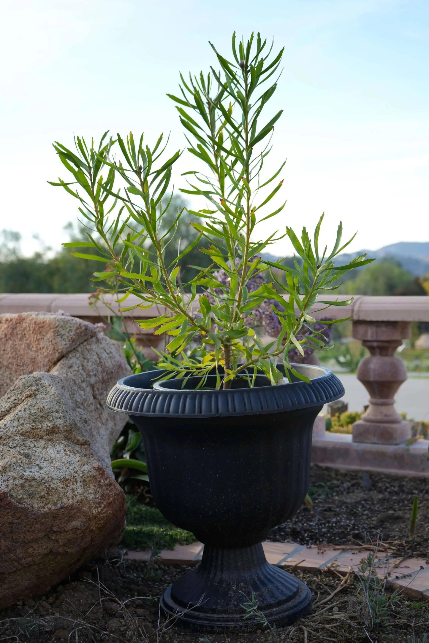Green leafy plant in decorative black garden urn pot on outdoor soil with rock and stone balustrade