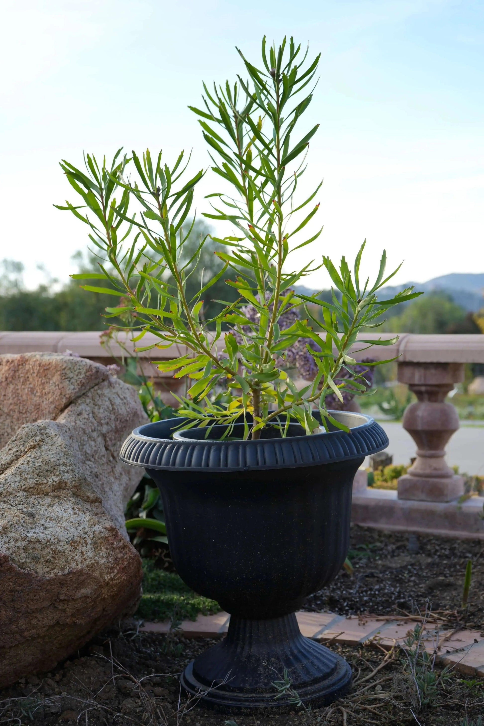 Green leafy plant in decorative black garden urn pot on outdoor soil with rock and stone balustrade