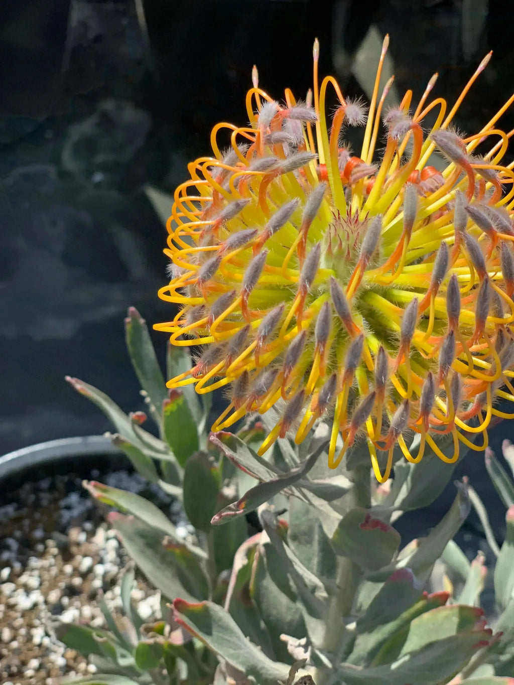 Leucospermum cuneiforme Goldie pincushion protea plant with vibrant yellow-orange bloom in a pot