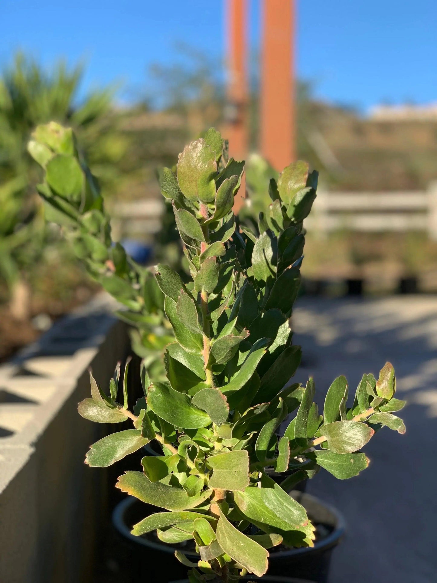 Leucospermum patersonii 'Brothers': Orange Red fiery Floral Display - Bonte Farm