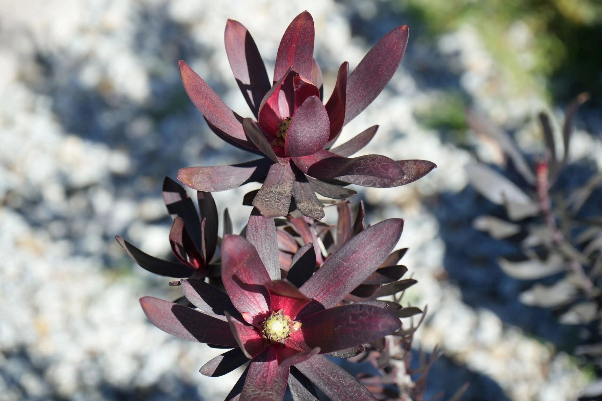 Leucadendron Ebony: Burgundy Velvety Foliage, A Timeless Classic - Bonte Farm