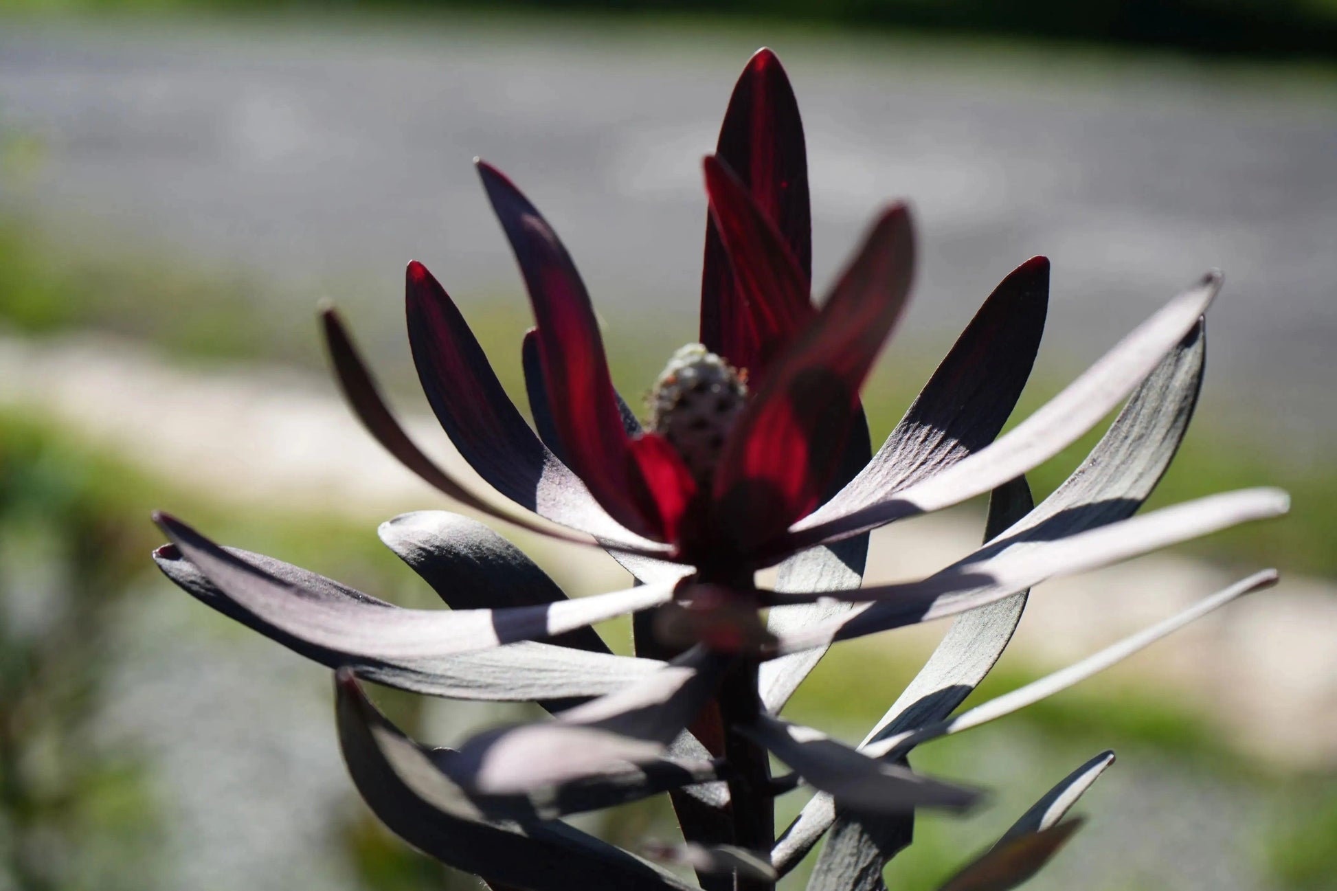 Leucadendron Ebony: Burgundy Velvety Foliage, A Timeless Classic - Bonte Farm