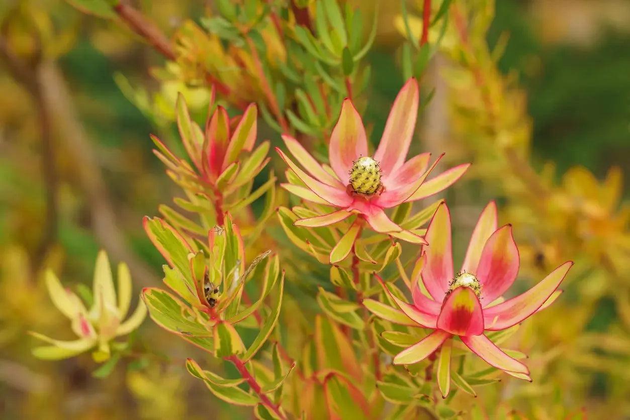 Leucadendron 'Jester': Colorful Charm Foliage - Bonte Farm