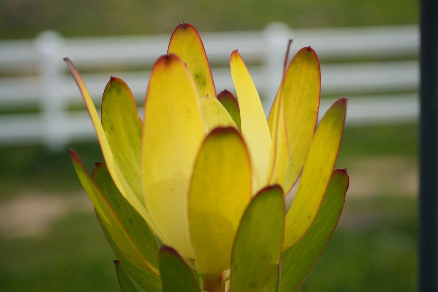 Leucadendron 'Safari Goldstrike': A Sun-Kissed Spectacular - Bonte Farm