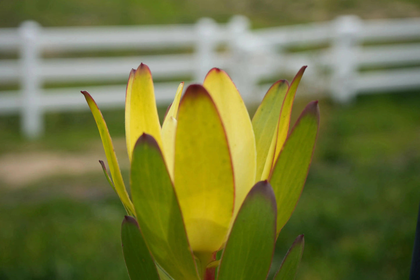 Leucadendron 'Safari Goldstrike': A Sun-Kissed Spectacular - Bonte Farm
