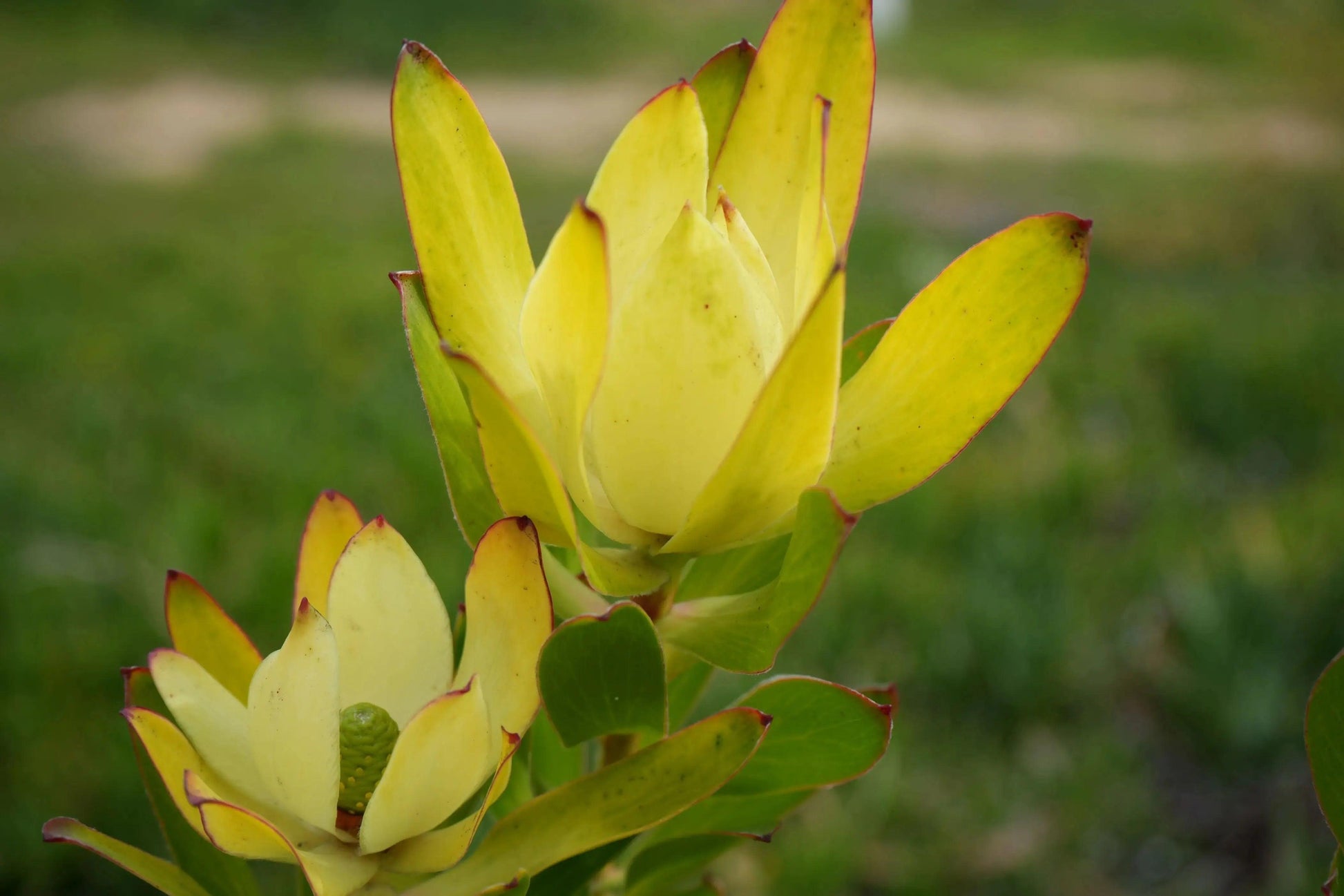 Leucadendron 'Safari Goldstrike': A Sun-Kissed Spectacular - Bonte Farm