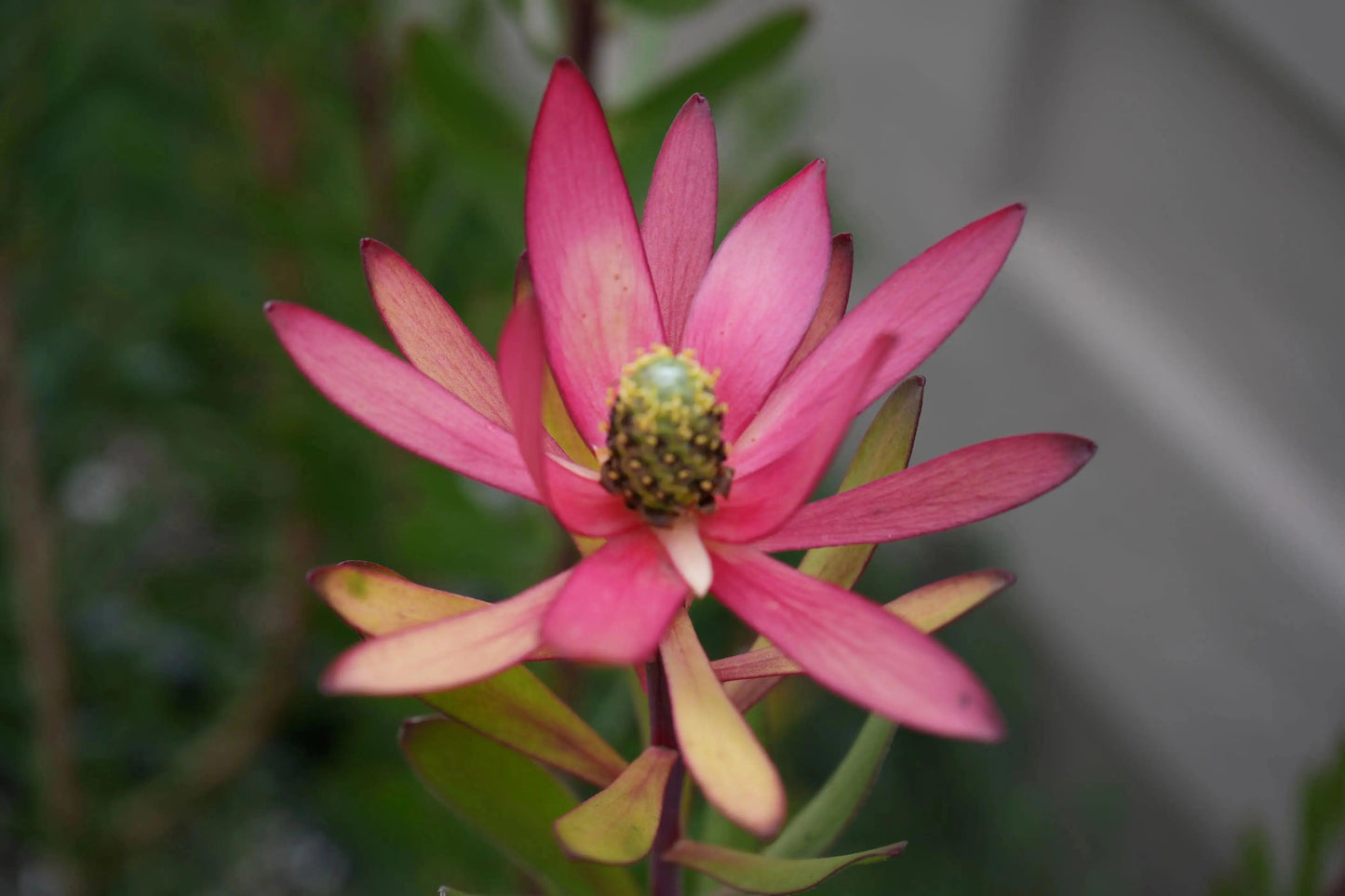 Leucadendron 'Safari Sunset': A Sunset in Your Garden - Bonte Farm