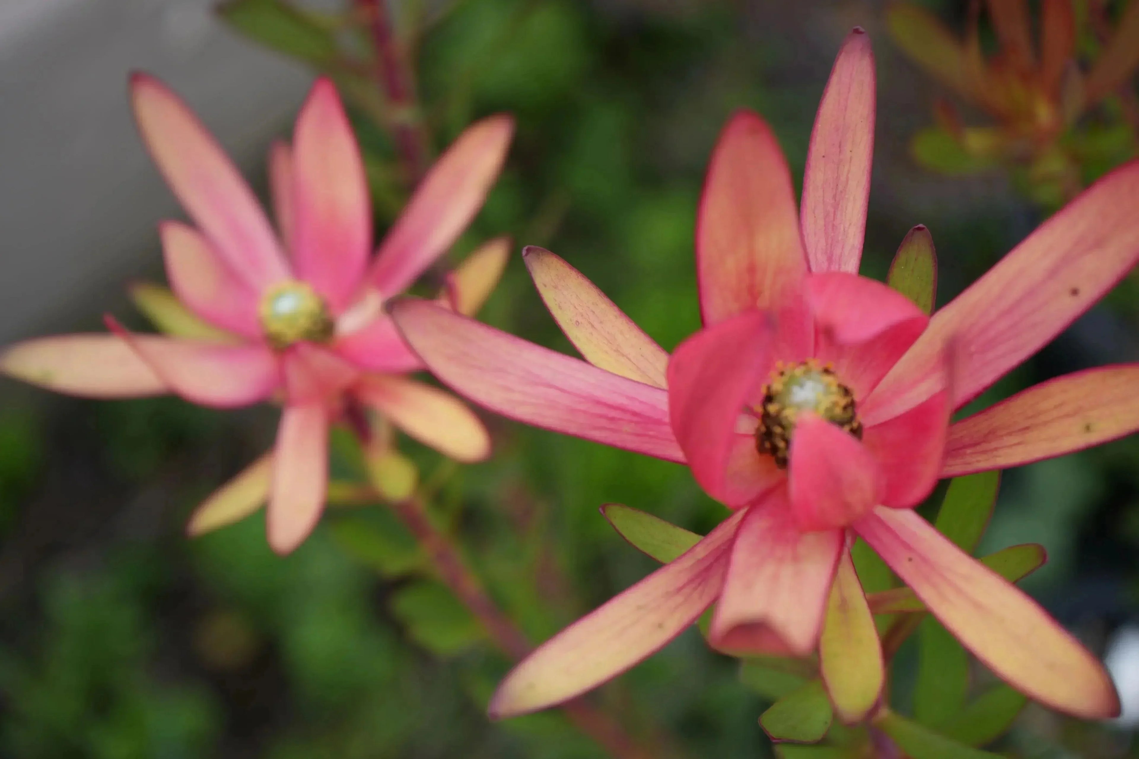 Leucadendron Safari Sunset with burgundy and yellow foliage, close-up outdoors