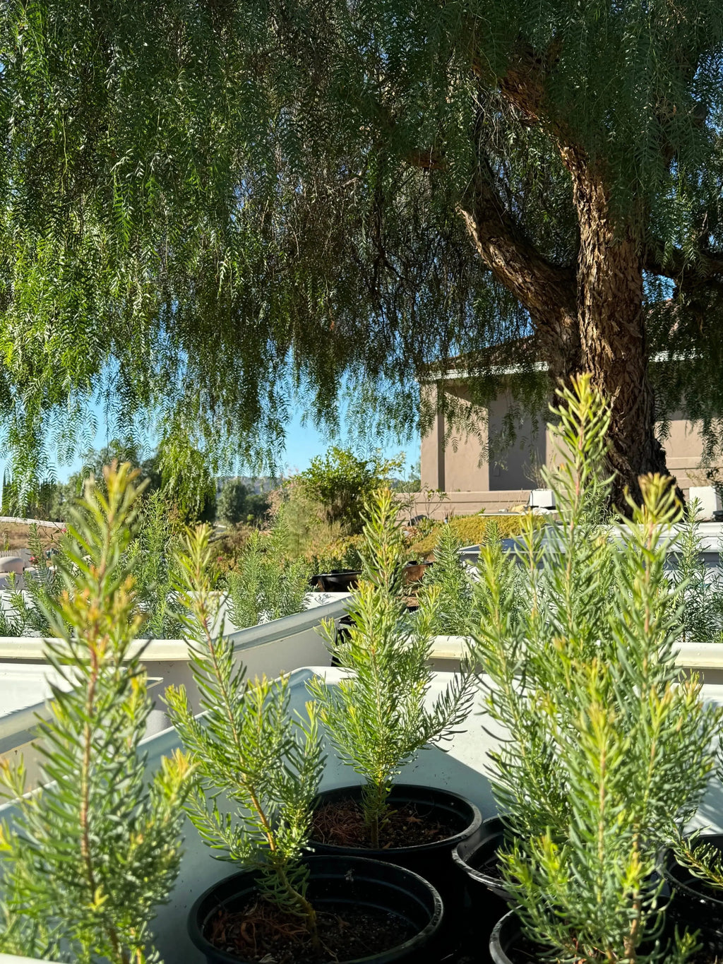 Leucadendron galpinii Silver Cone protea plant nursery pots outdoors in sunlight