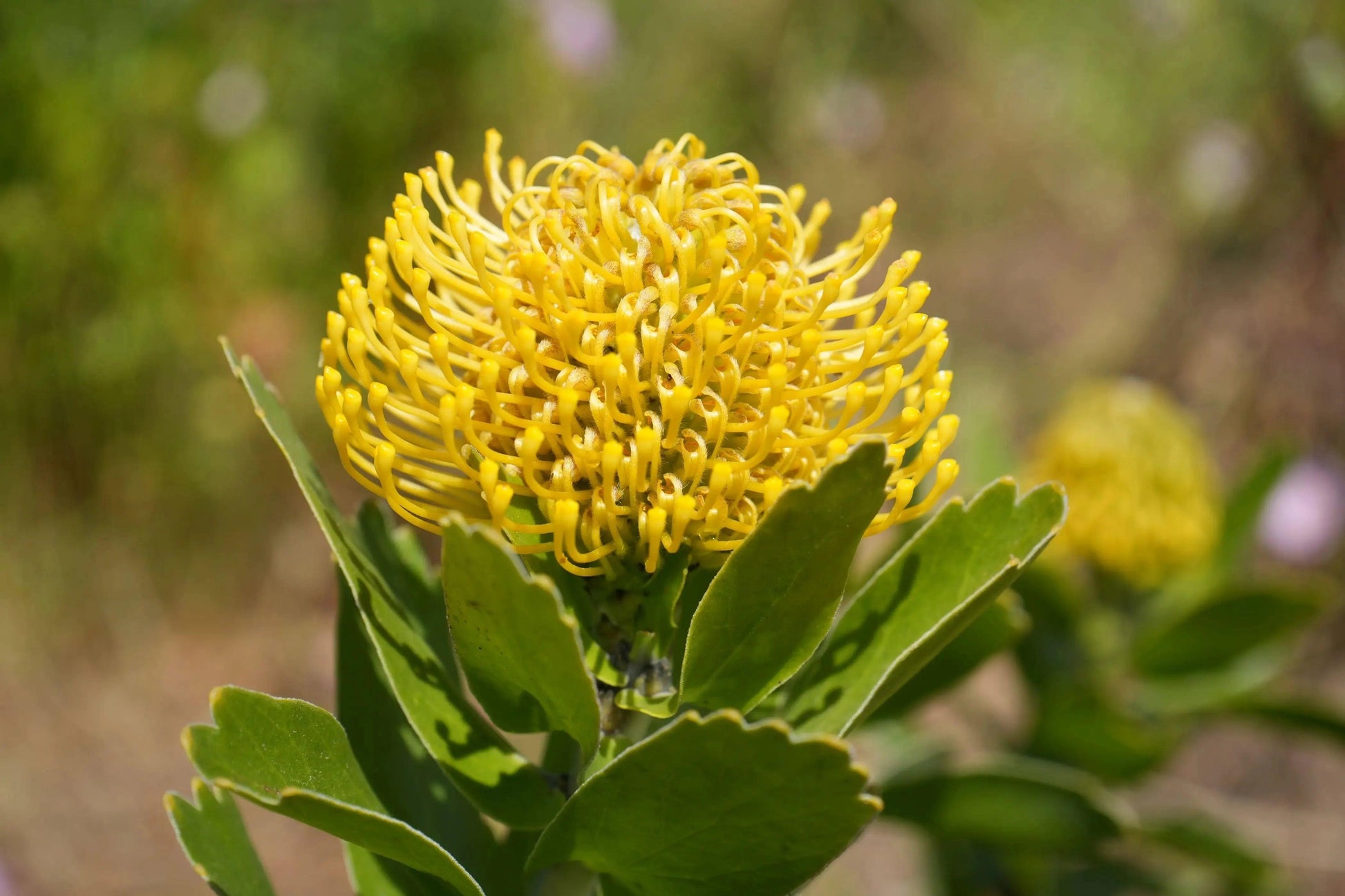 Close-up of bright yellow Leucospermum High Gold pincushion flower with green leaves in sunlight
