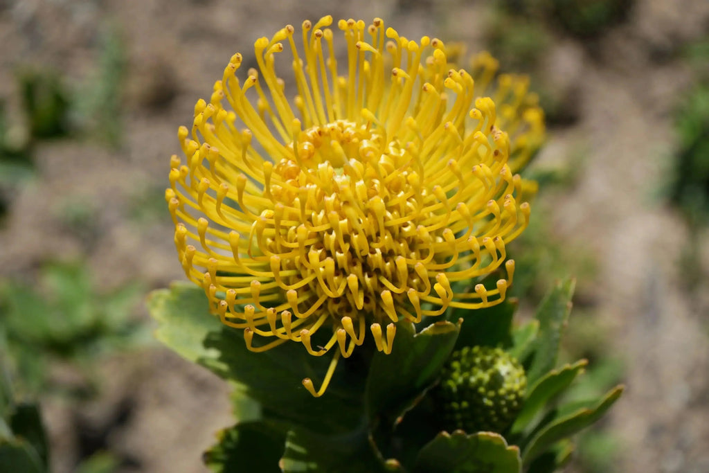 Yellow Leucospermum High Gold pincushion protea flower in bloom outdoors