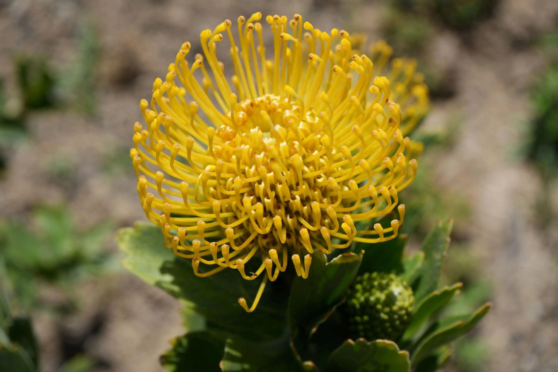 Close-up of a vibrant yellow Leucospermum High Gold flower with green leaves and blurred natural background