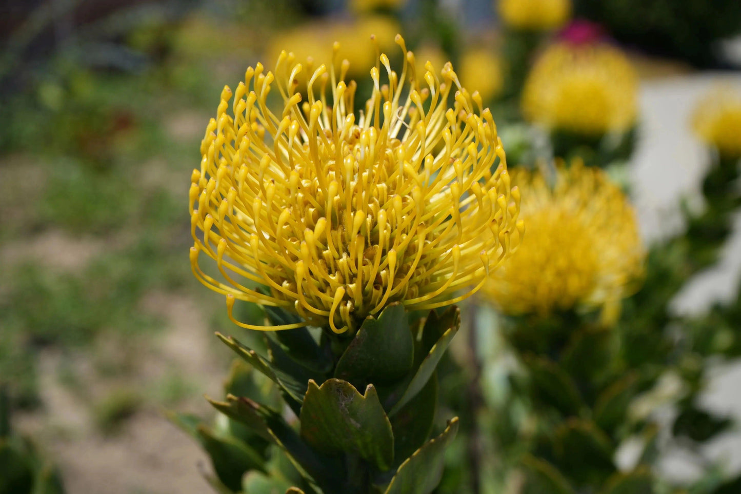 Close-up of vibrant yellow Leucospermum pincushion flower with green leaves and blurred natural background