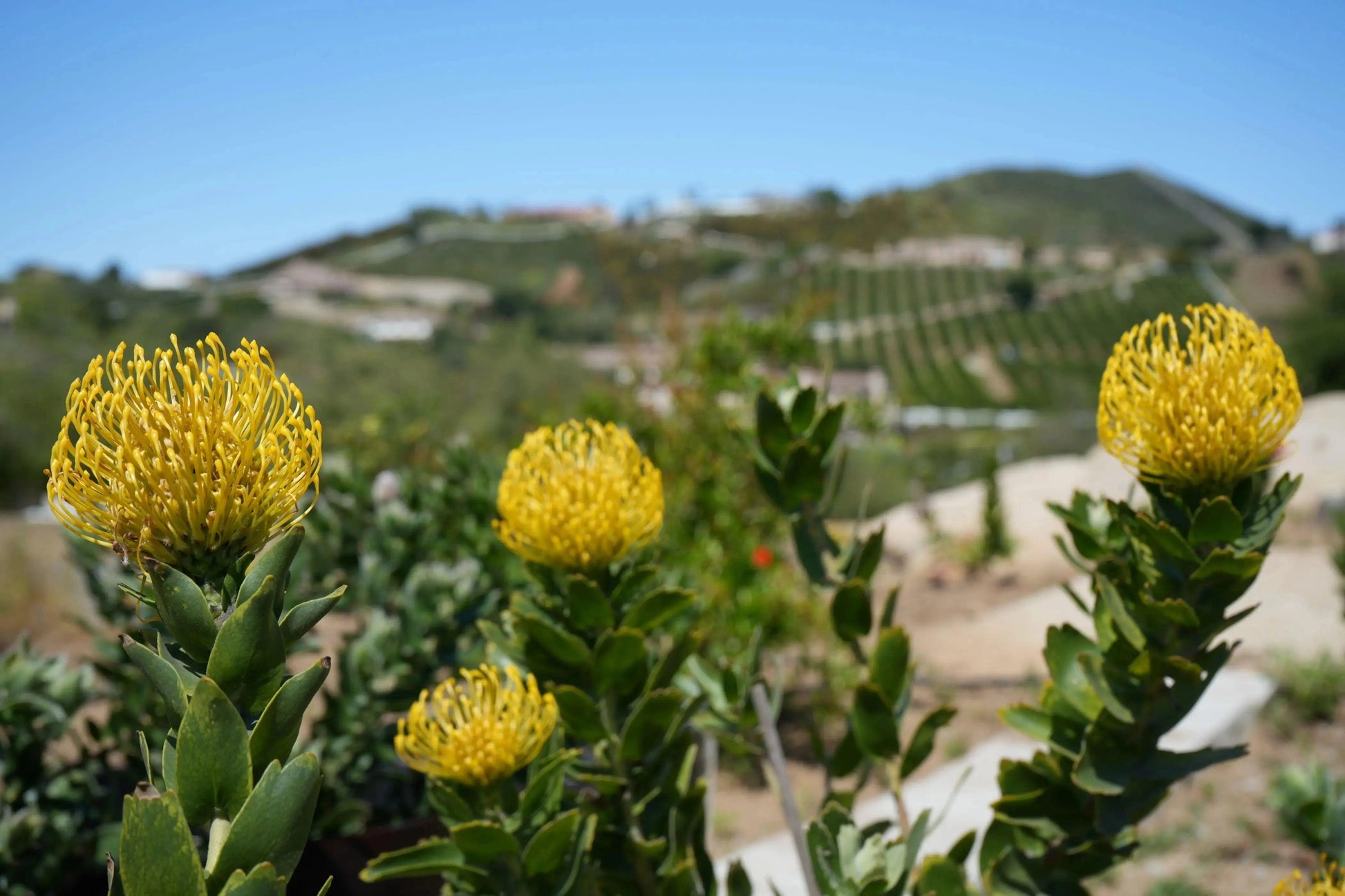 Close-up of bright yellow Leucospermum High Gold pincushion protea flowers in a sunny garden with hills in background