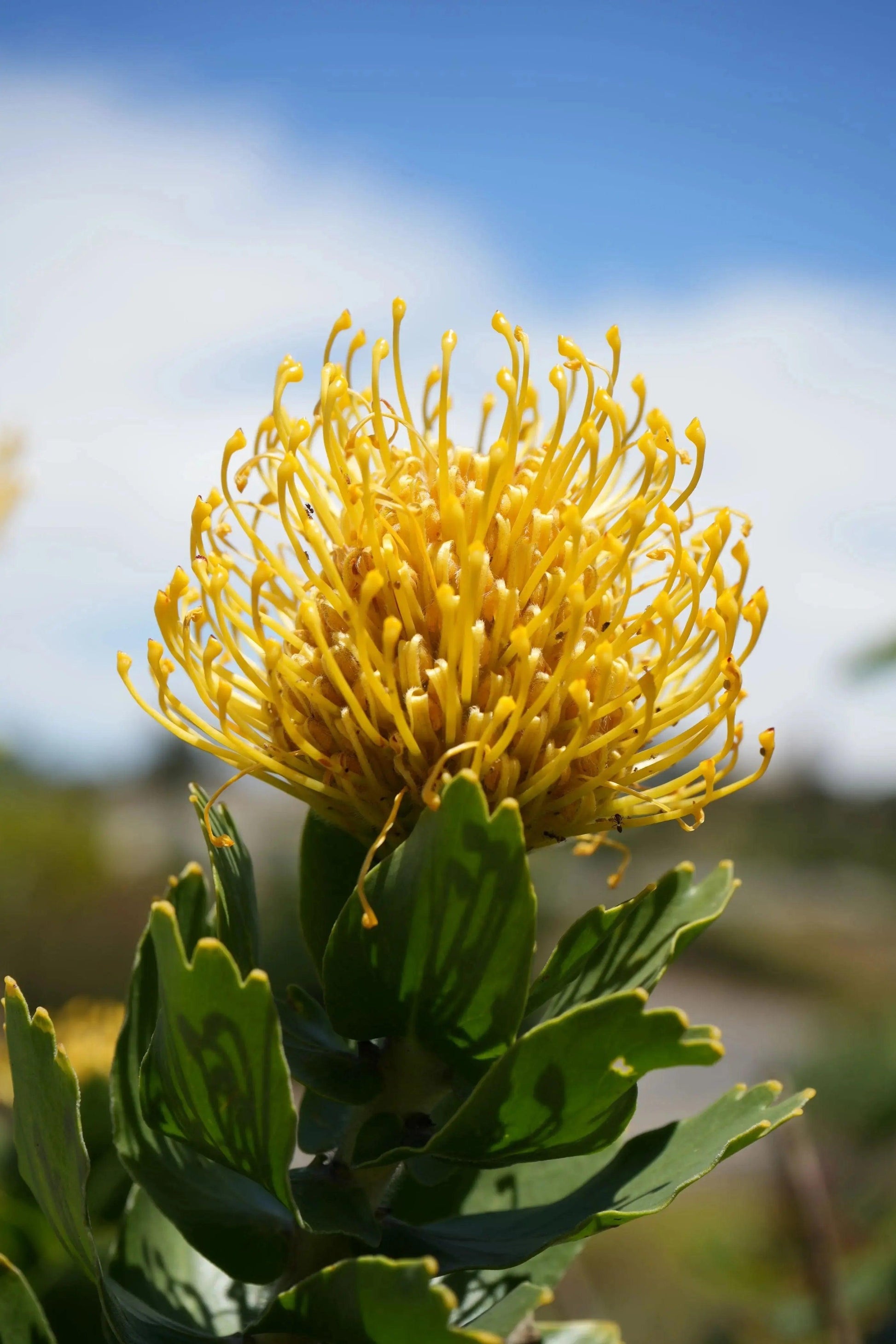 Bright yellow Leucospermum High Gold pincushion flower with green leaves under clear blue sky