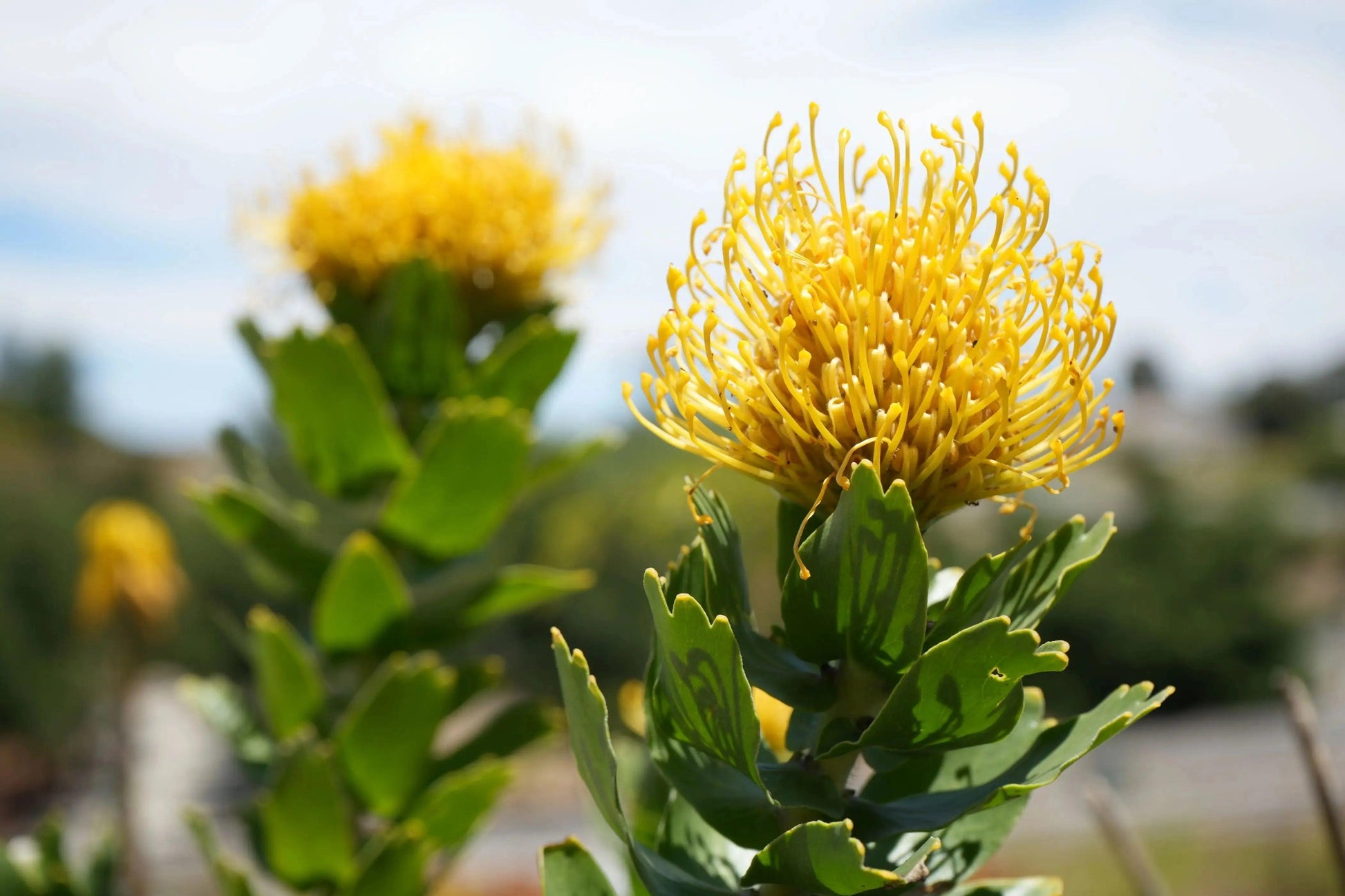 Close-up of bright yellow Leucospermum High Gold pincushion flowers with green leaves in outdoor garden