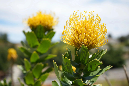 Close-up of bright yellow Leucospermum High Gold pincushion flowers with green leaves in outdoor garden