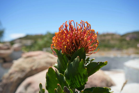 Leucospermum 'Sunrise': Sunrise Flower Cluster Pincushion - Bonte Farm