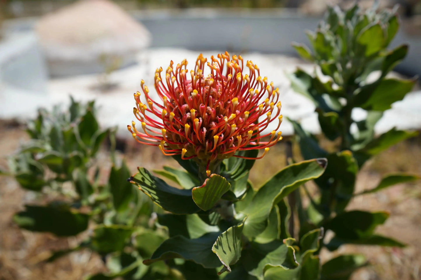 Leucospermum 'Sunrise': Sunrise Flower Cluster Pincushion - Bonte Farm