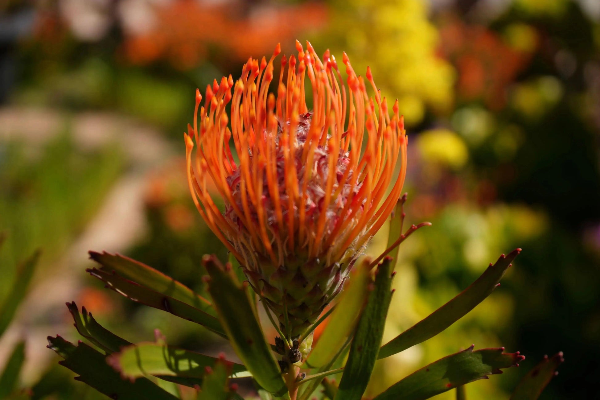 Fiery orange-red Leucospermum Tango pincushion protea flower with green leaves and blurred garden background