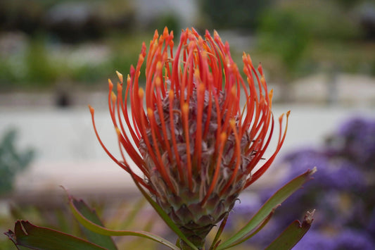 Fiery orange-red Leucospermum Tango pincushion protea flower with elongated petals and green leaves