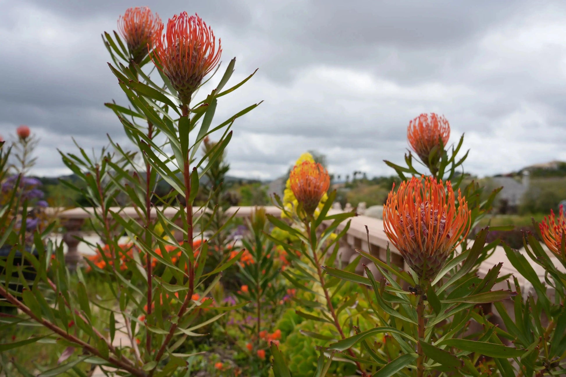 Bright orange and fiery red Leucospermum Tango pincushion protea flowers in a garden under a cloudy sky