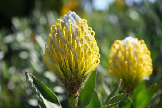 Leucospermum cuneiforme 'Goldie': A Golden Delight, A Sunlit Star, A Beacon of Brightness - Bonte Farm