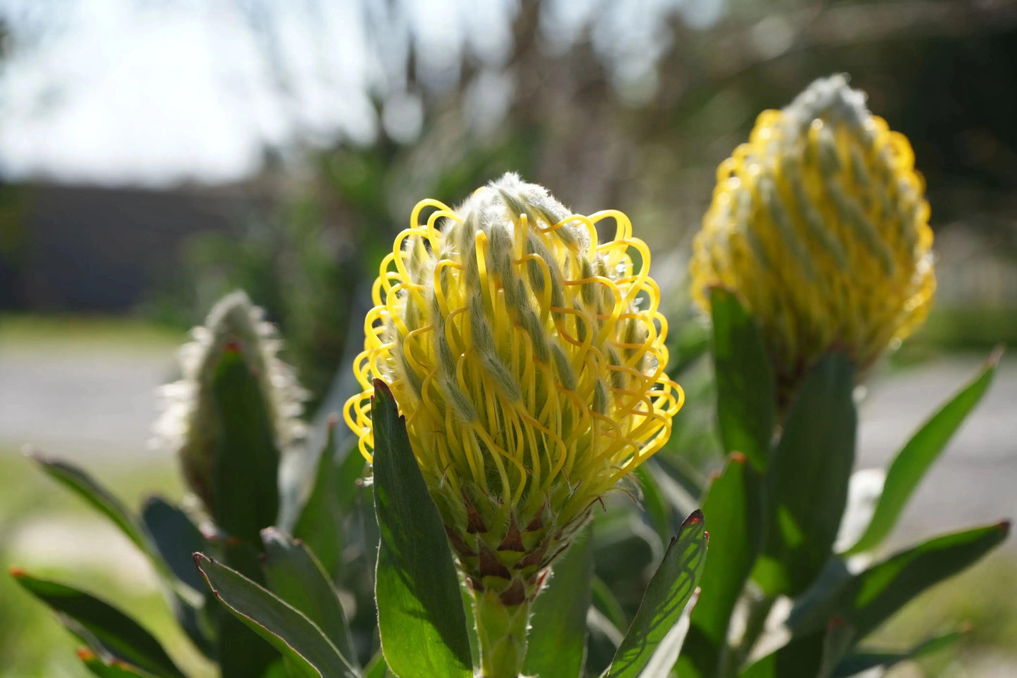 Leucospermum cuneiforme 'Goldie': A Golden Delight, A Sunlit Star, A Beacon of Brightness - Bonte Farm