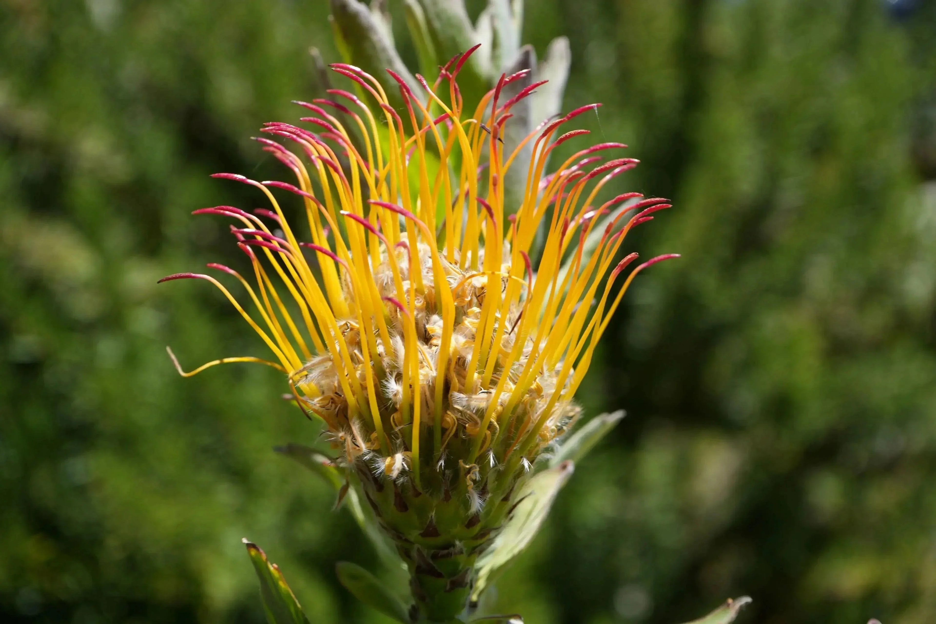 Leucospermum gueinzii pincushion protea with yellow and red spiky blooms outdoors