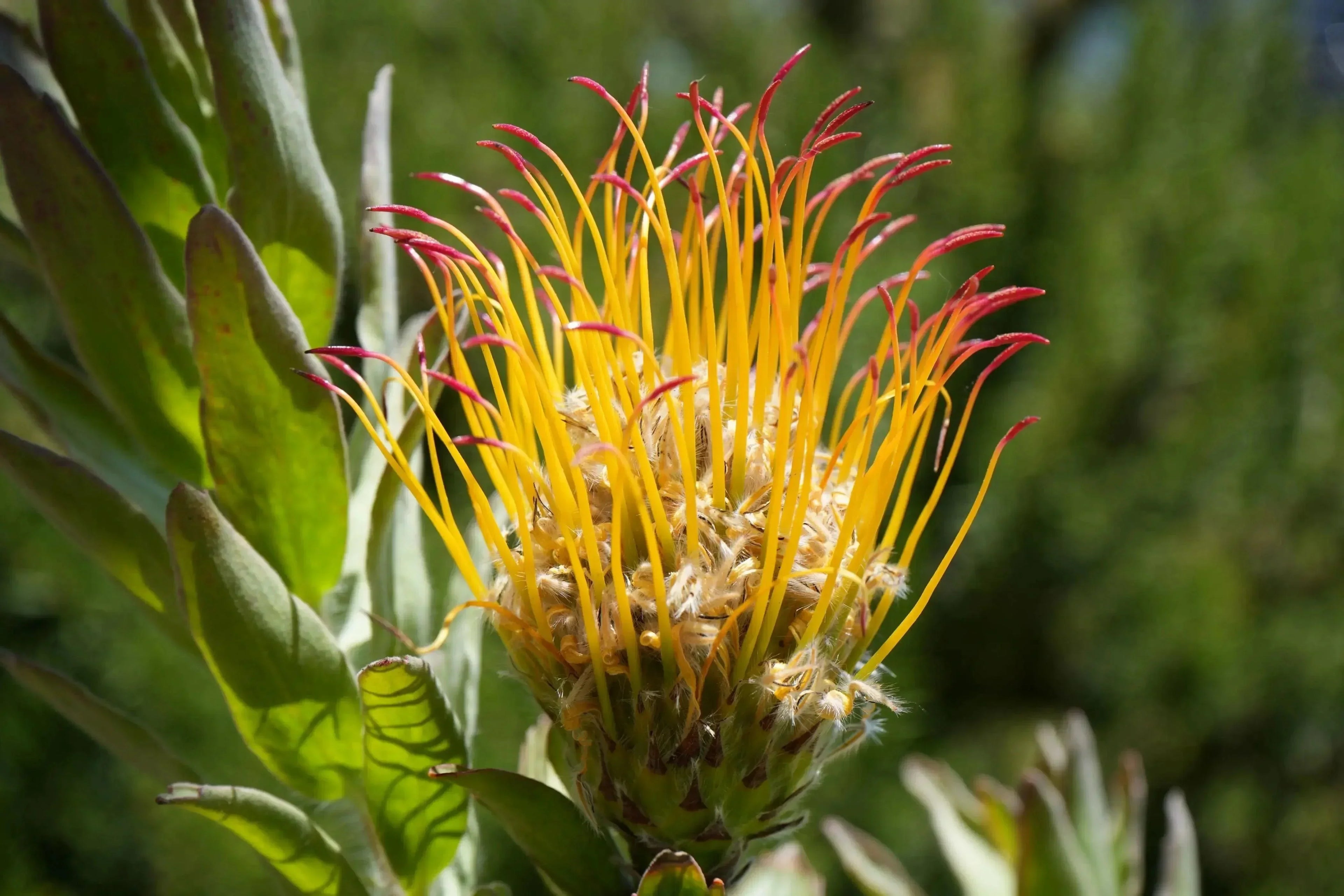 Leucospermum gueinzii red-orange pincushion protea flower with spiky petals outdoors
