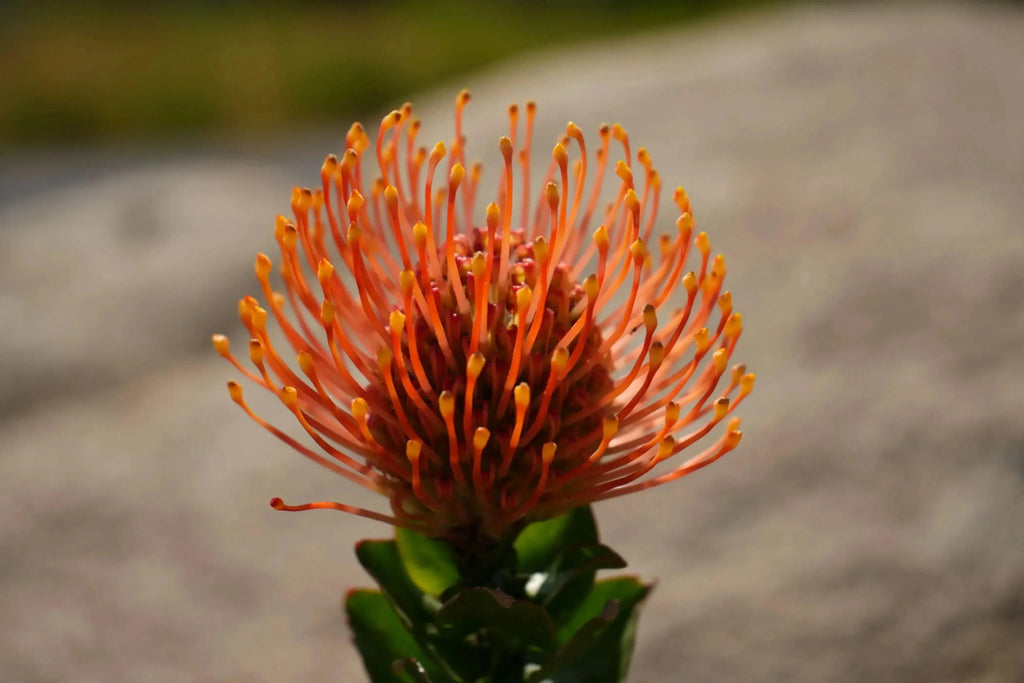 Close-up of orange Leucospermum patersonii pincushion protea flower outdoors