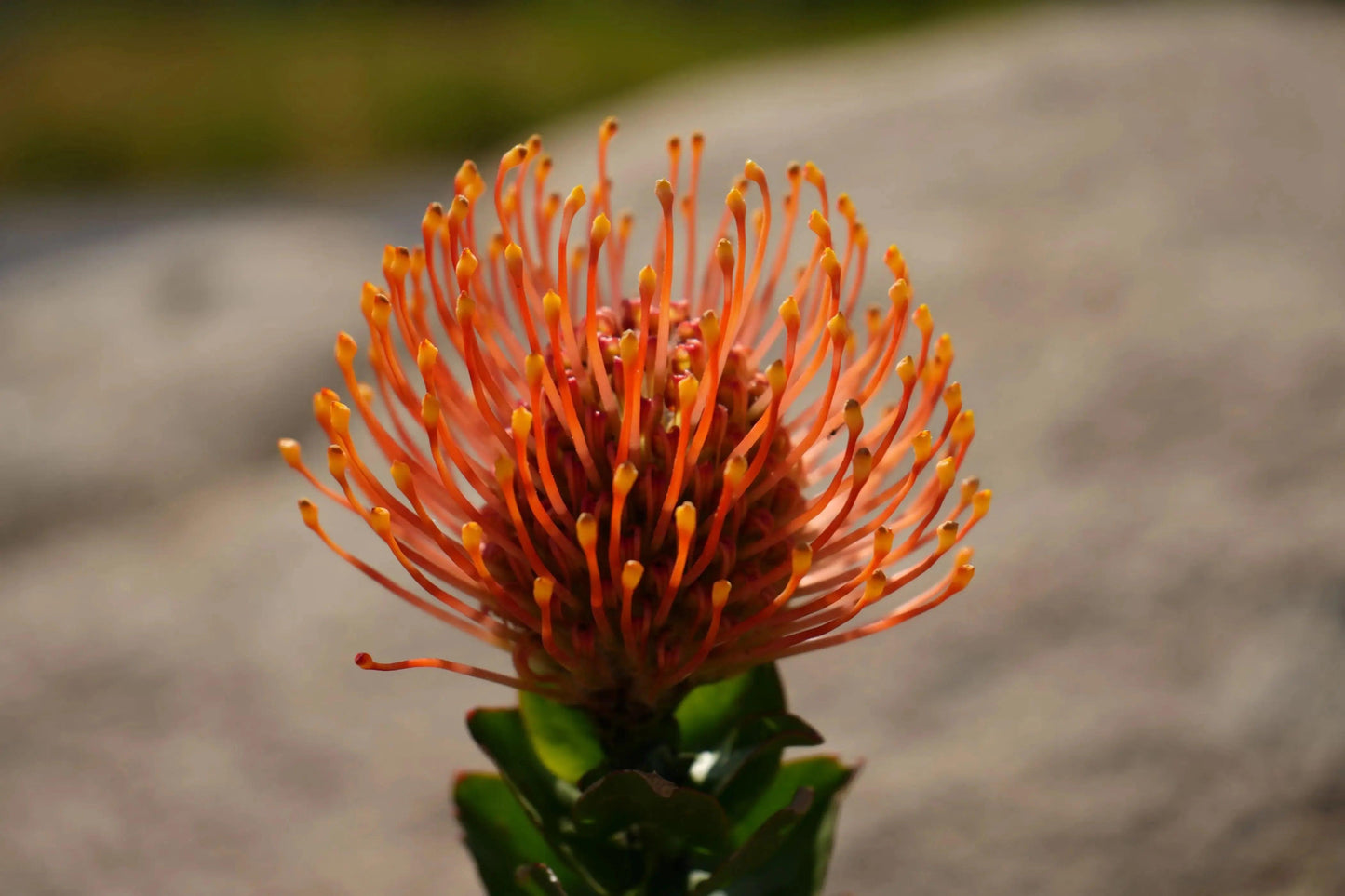 Leucospermum patersonii 'Brothers': Orange Red fiery Floral Display - Bonte Farm