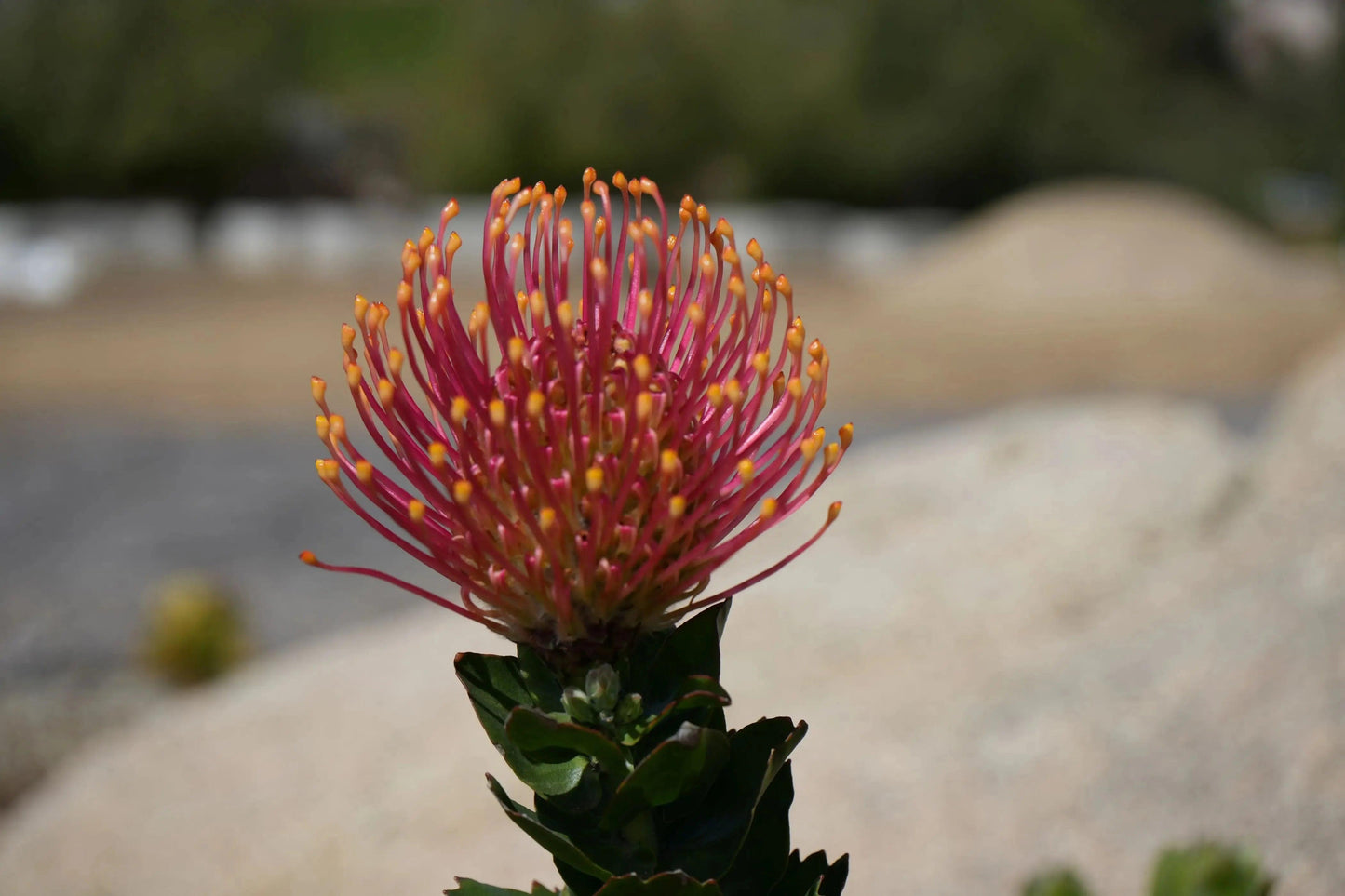 Leucospermum patersonii 'Brothers': Orange Red fiery Floral Display - Bonte Farm