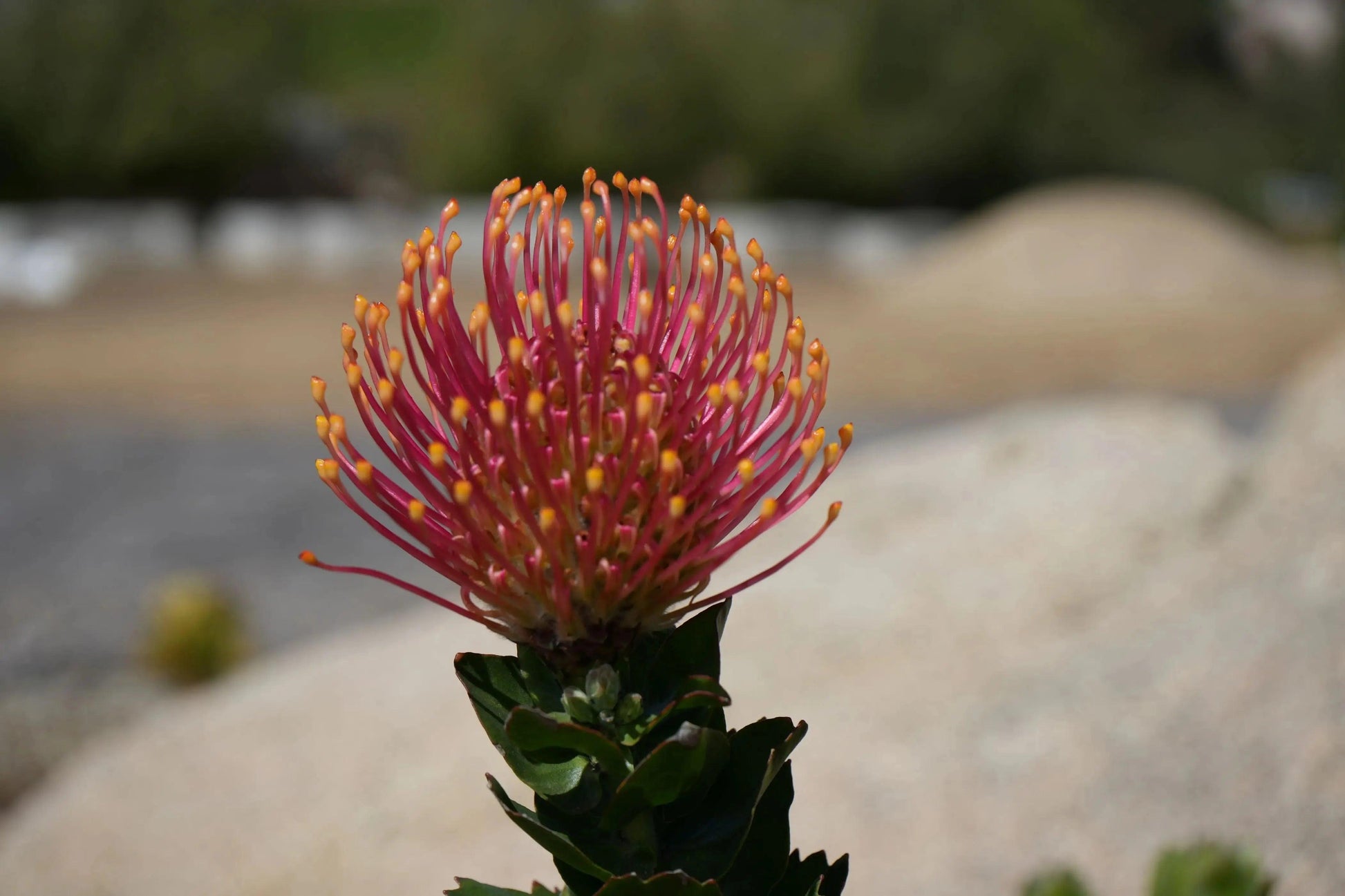Leucospermum patersonii 'Brothers': Orange Red fiery Floral Display - Bonte Farm