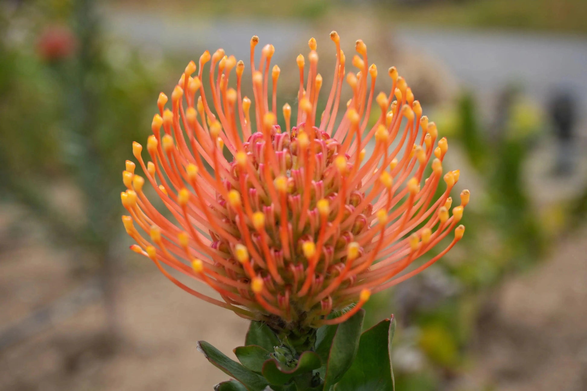 Close-up of orange Leucospermum Patersonii flower with green leaves and blurred outdoor background
