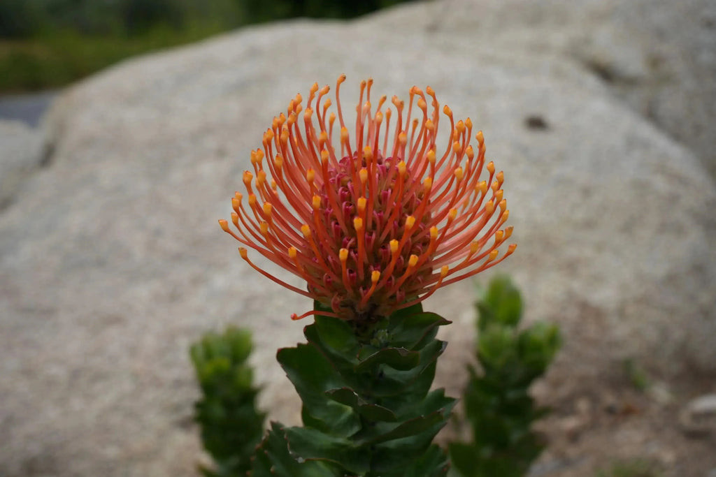 Leucospermum patersonii orange protea flower with spiky petals outdoors
