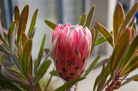 Protea 'Claire': Cultivate the Exotic Protea Plants in Your Garden - Bonte Farm