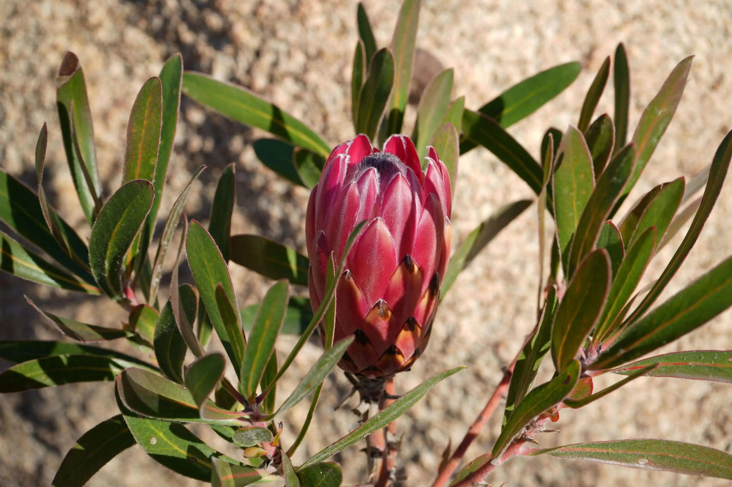 Close-up of pink Protea flower bud with green leaves against a sandy background