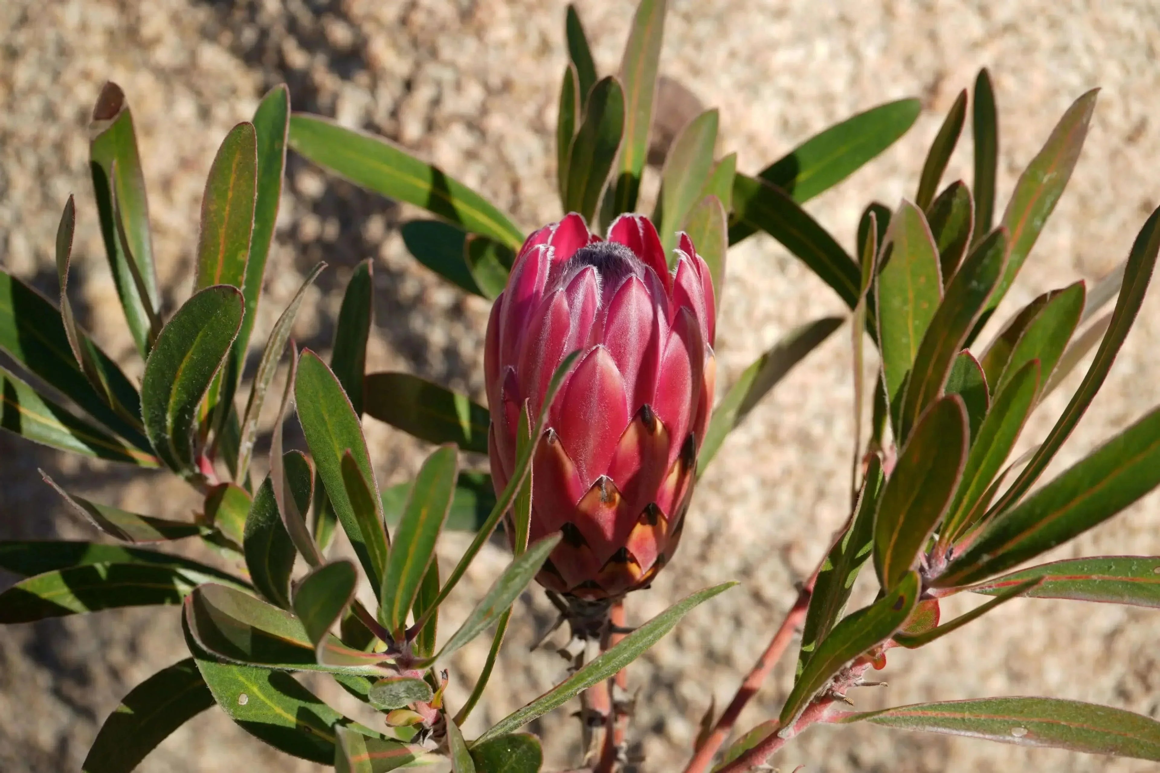 Pink protea Claire flower bud with green leaves outdoors