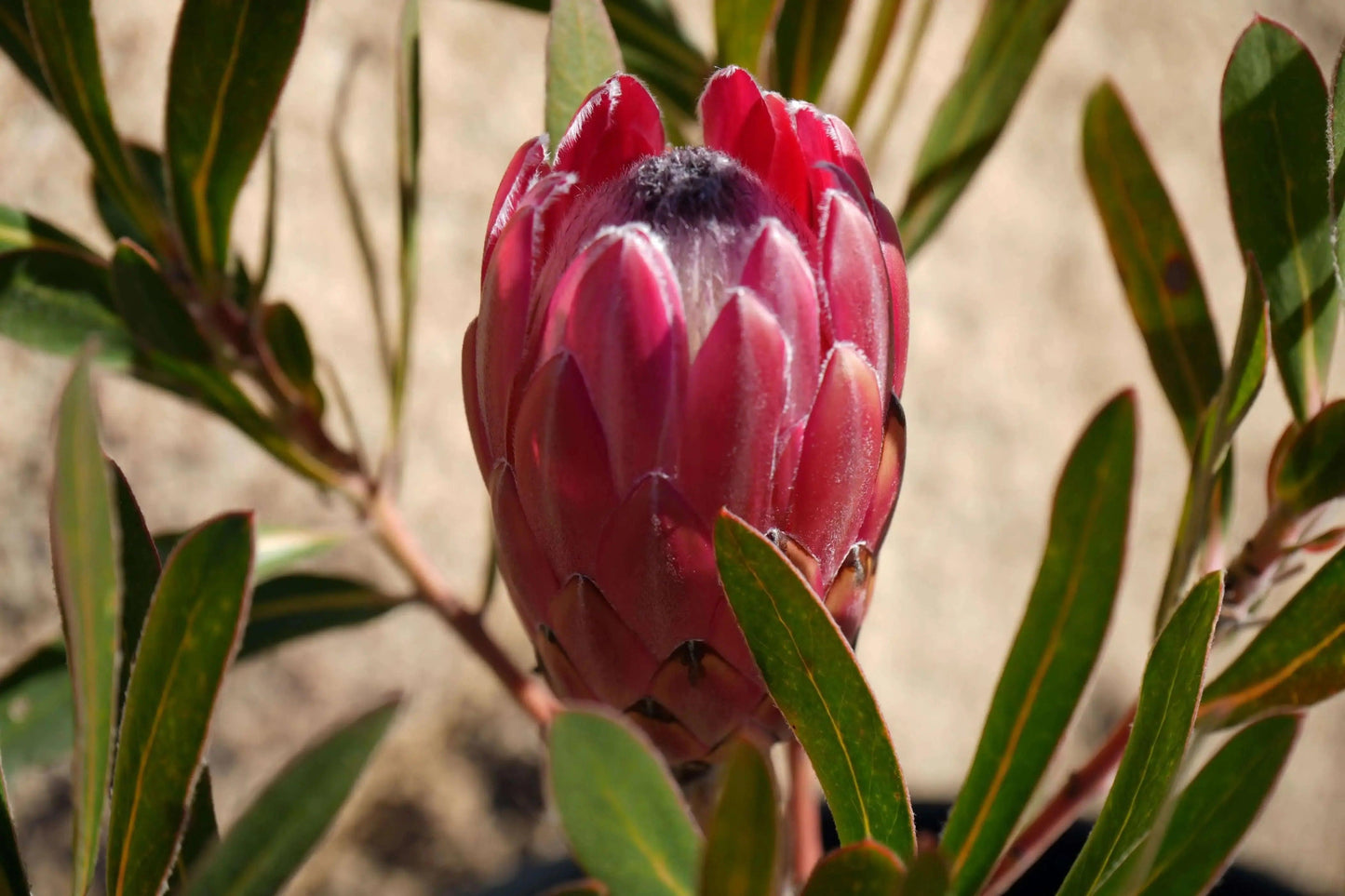Close-up of a vibrant pink Protea flower bud surrounded by elongated green leaves outdoors