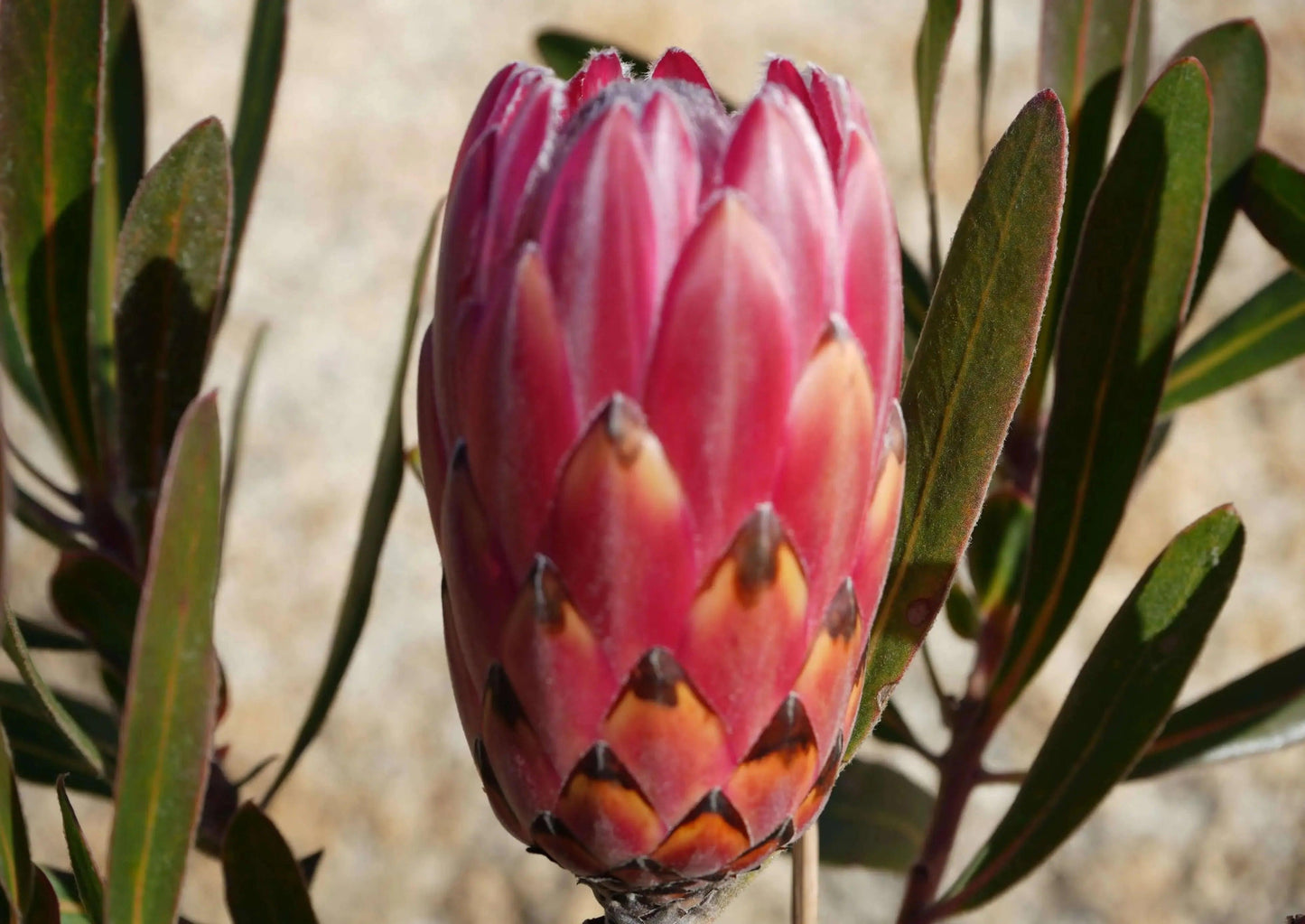 Close-up of vibrant pink Protea flower with pointed petals and green leaves